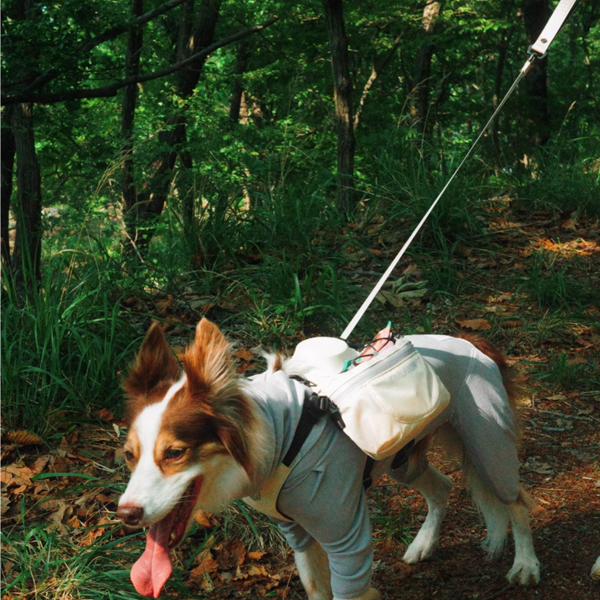 Hands-free leash